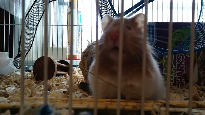 Animals R Us 5
