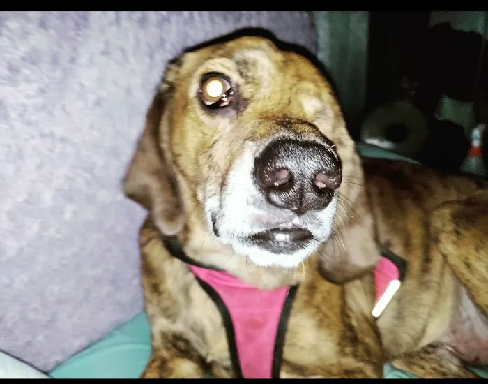 Pet-Vac Animal Hospital 5