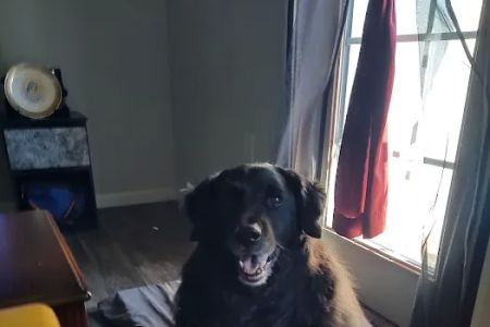 Pet-Vac Animal Hospital