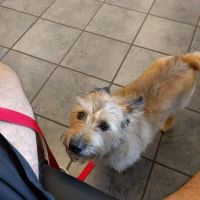 Westside Veterinary Clinic ico