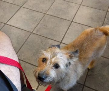 Westside Veterinary Clinic