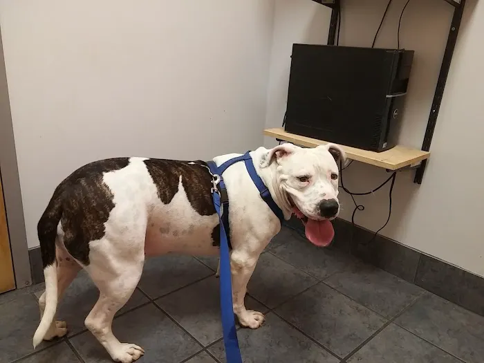 Westside Veterinary Clinic 12