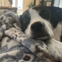 Reidville Road Animal Hospital ico
