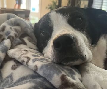 Reidville Road Animal Hospital