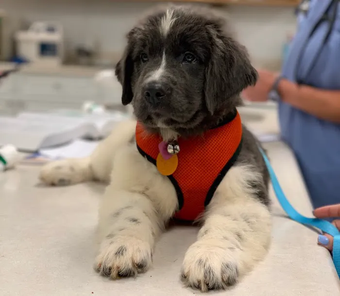Animal Clinic of Woodruff 12