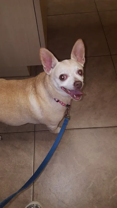 Palmetto Animal Clinic 12
