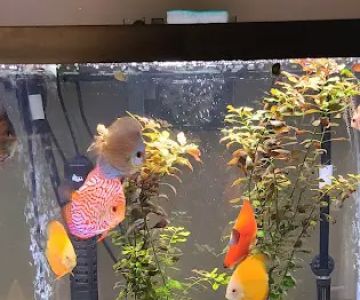 Ava's Aquarium Services