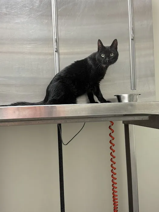 Park Avenue Animal Hospital 12