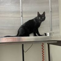 Park Avenue Animal Hospital ico