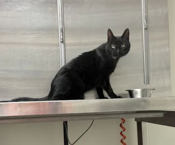 Park Avenue Animal Hospital
