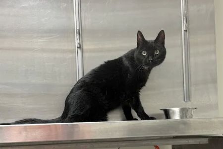 Park Avenue Animal Hospital