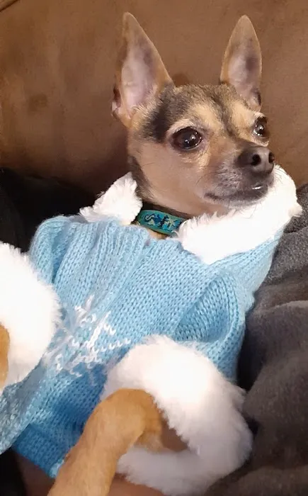 Park Avenue Animal Hospital 12