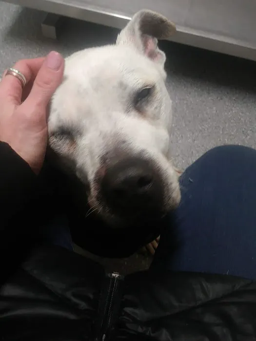 Park Avenue Animal Hospital 12