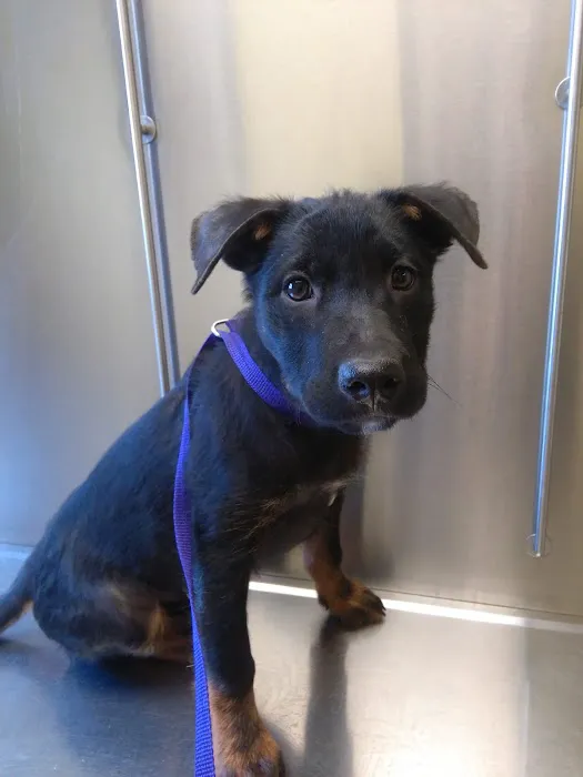 RescueVet Pet Care Center 12