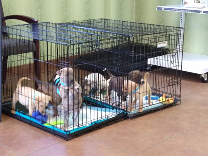 RescueVet Pet Care Center 12