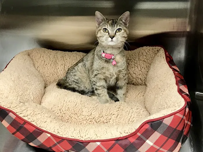 RescueVet Pet Care Center 12