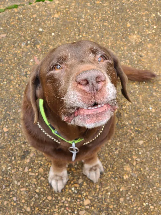 RescueVet Pet Care Center 12