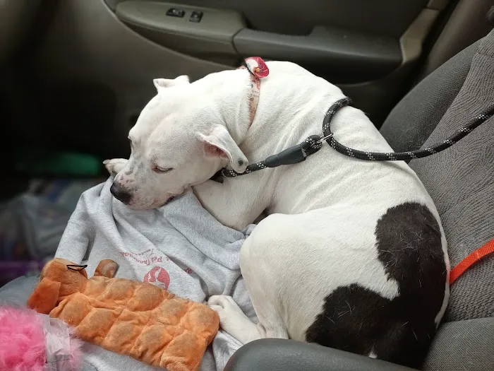 RescueVet Pet Care Center 12