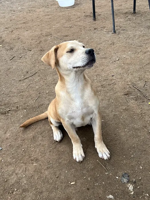 RescueVet Pet Care Center 12