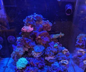 Tidewalker Aquarium Service