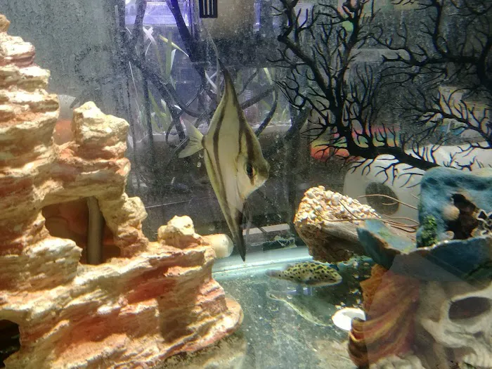 Boggs Aquatics 9