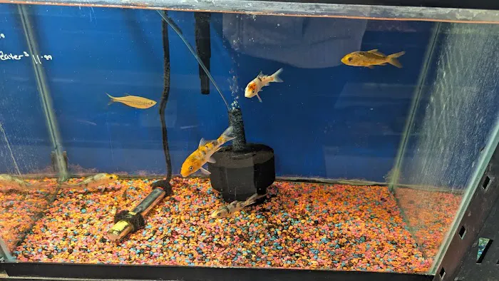 Boggs Aquatics 5