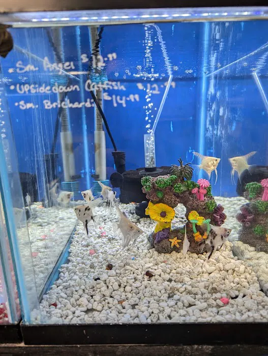 Boggs Aquatics 3