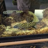 Boggs Aquatics ico