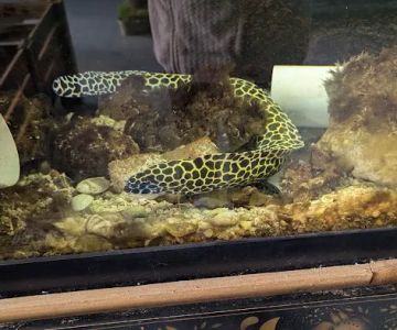 Boggs Aquatics