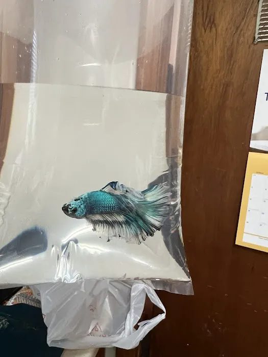 Boggs Aquatics 7