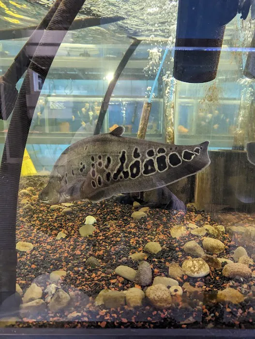 Boggs Aquatics 10