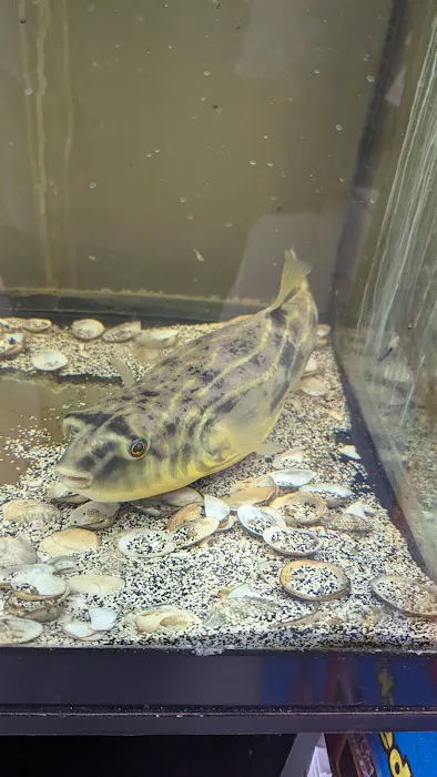 Boggs Aquatics 2
