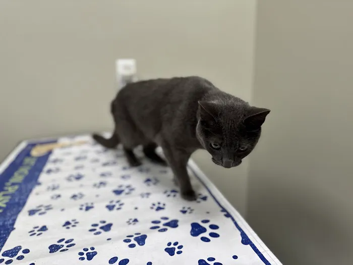 Southern Crossing Animal Hospital 12