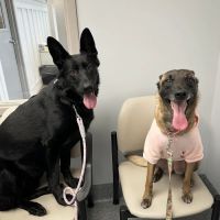 Southern Crossing Animal Hospital ico