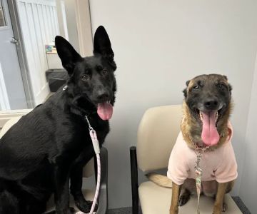 Southern Crossing Animal Hospital