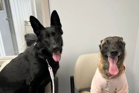 Southern Crossing Animal Hospital