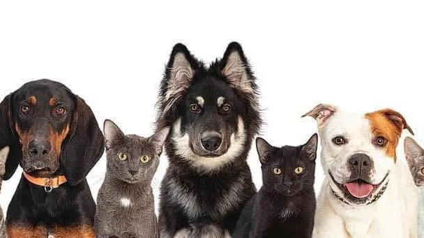 Drennan Animal Hospital 12