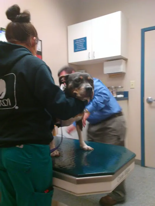 Drennan Animal Hospital 12