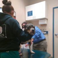 Drennan Animal Hospital ico