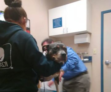 Drennan Animal Hospital