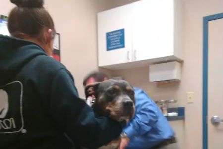 Drennan Animal Hospital