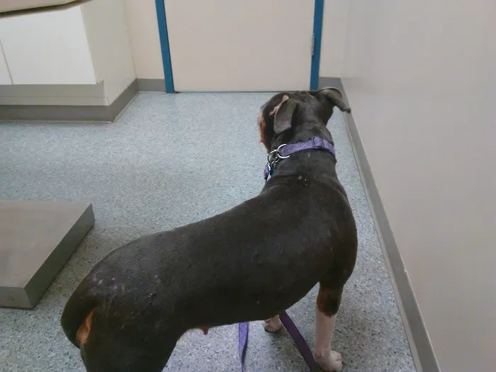 Drennan Animal Hospital 12