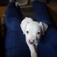 Family Pet Hospital ico