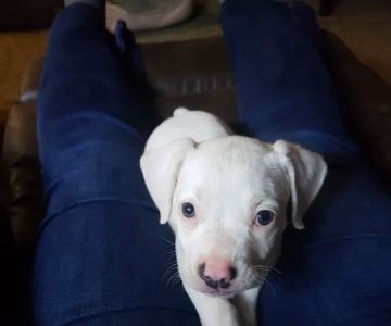Family Pet Hospital