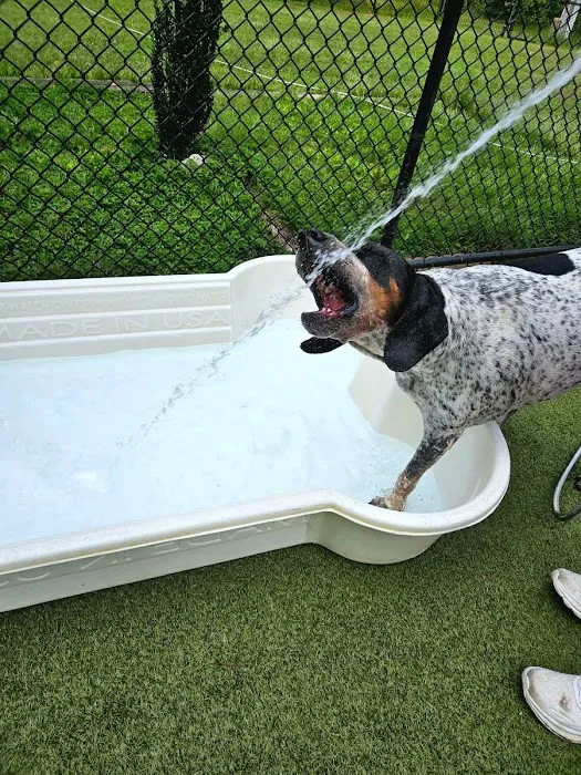 Pampered Paws Animal Hospital 12