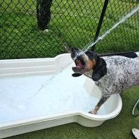 Pampered Paws Animal Hospital ico