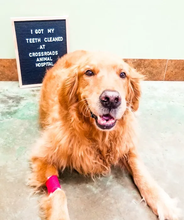 Crossroads Animal Hospital 4