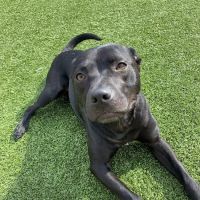 Crossroads Animal Hospital ico