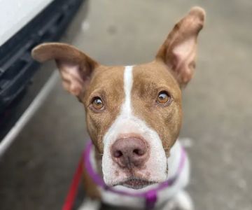 Animal Care Center: Dr. Michelle Karagas-Reeder