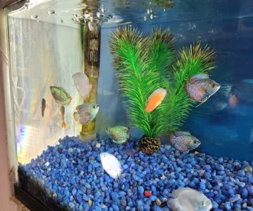 Fish City Pets